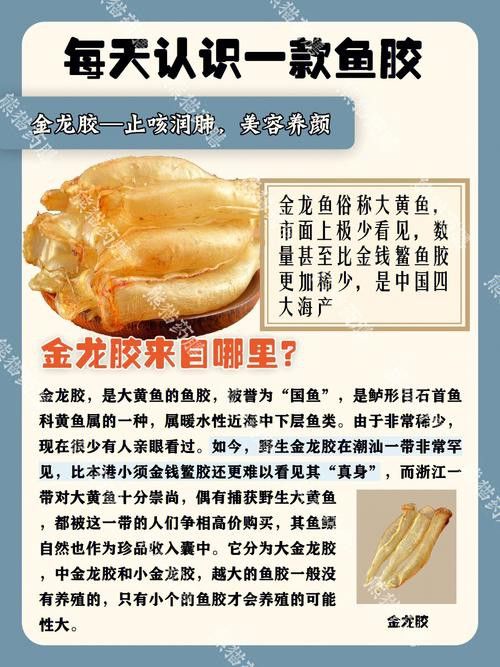 金龍魚能吃不