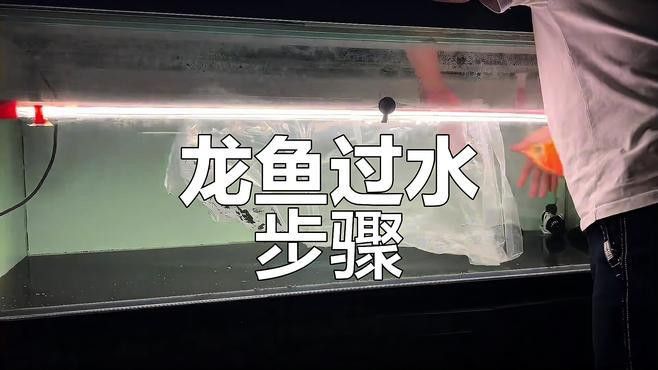 如何預防龍魚應激？ 如何預防龍魚應激？ 龍魚百科 第5張