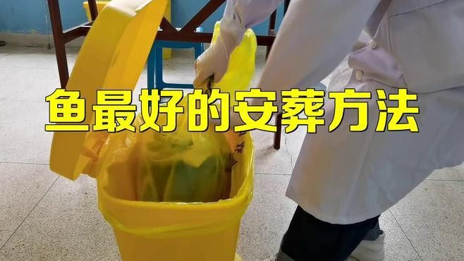 龍魚死亡后如何安葬？
