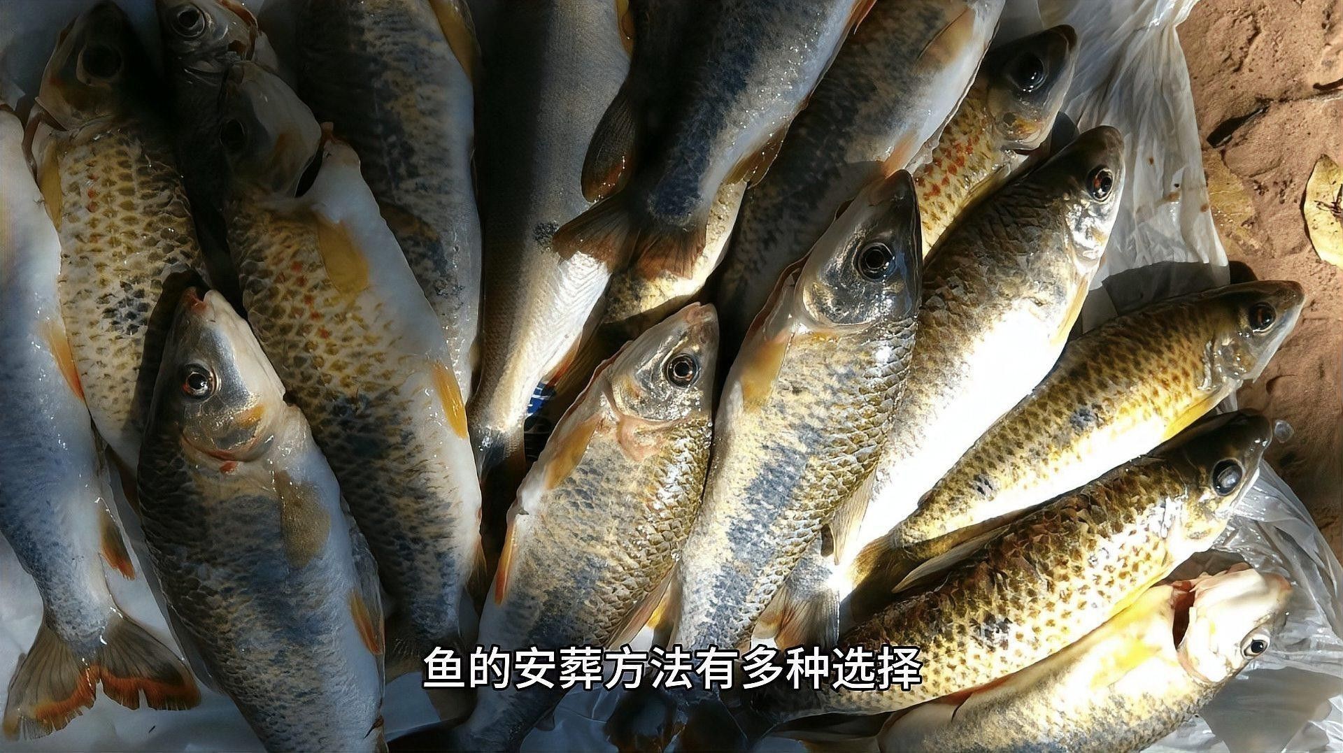 龍魚死亡后如何安葬？