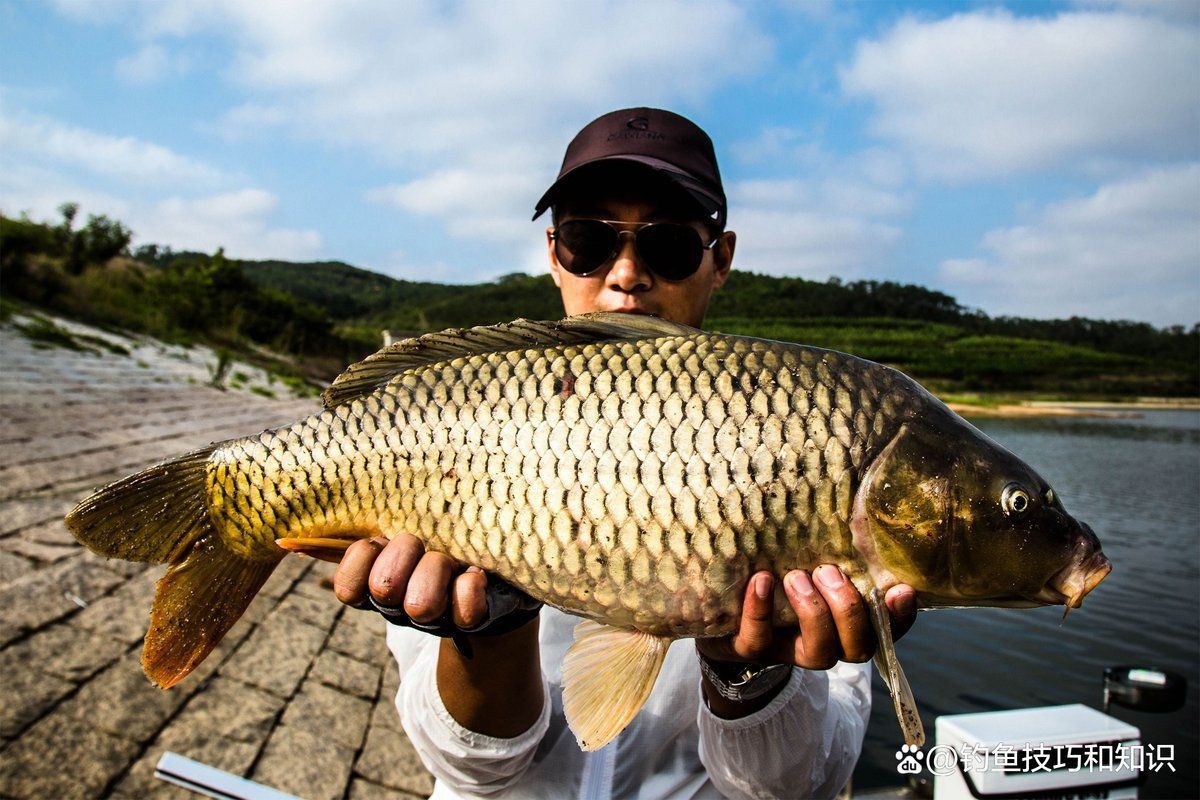 藍(lán)帆魚最忌三種東西