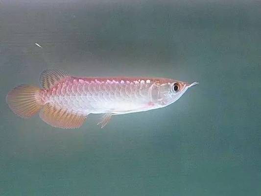高背金龍魚能養成過背嗎（高背金龍魚是否能養成“過背”）