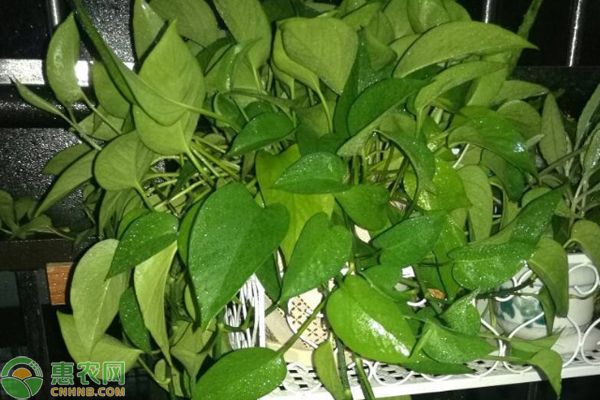 極品龍魚價格是多少（極品龍魚的價格因其品種、品相、市場供需等因素有所不同）