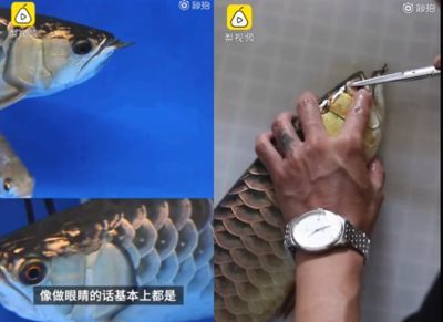 龍魚做眼睛手術可以吃嗎：龍魚可以吃嗎？ 龍魚做眼睛手術可以吃嗎：龍魚可以吃嗎？ 龍魚百科 第2張