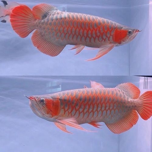紅龍魚魚苗多少錢一只圖片 紅龍魚魚苗多少錢一只圖片 龍魚百科 第15張