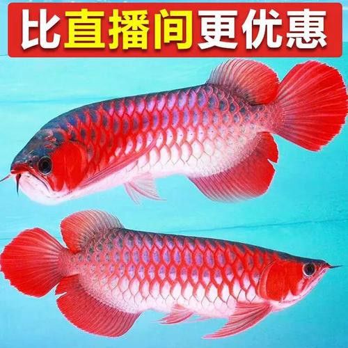 紅龍魚魚苗多少錢一只圖片 紅龍魚魚苗多少錢一只圖片 龍魚百科 第22張