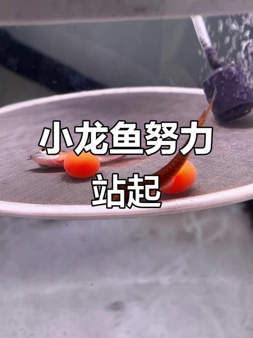 紅龍魚魚苗多少錢一只圖片 紅龍魚魚苗多少錢一只圖片 龍魚百科 第19張