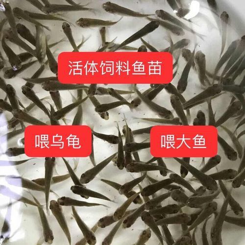 紅龍魚魚苗多少錢一只圖片 紅龍魚魚苗多少錢一只圖片 龍魚百科 第26張