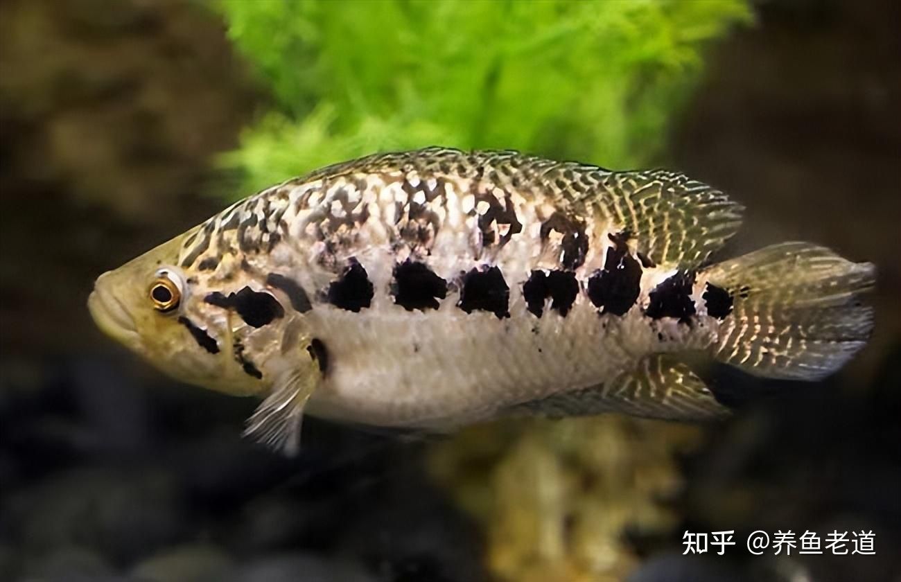 龍魚偶爾張開嘴巴是怎么回事？：龍魚偶爾張開嘴巴可能是為了呼吸、攝入食物、情緒緊張