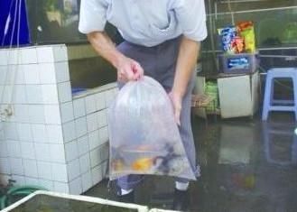 龍魚空運多少錢：空運一條龍魚需要多少錢