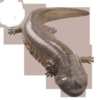 龍魚空運(yùn)多少錢：空運(yùn)一條龍魚需要多少錢