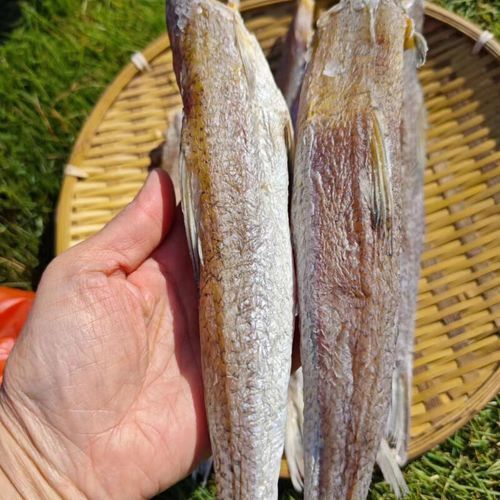 葵龍魚是什么魚圖片 葵龍魚是什么魚圖片 龍魚百科 第3張
