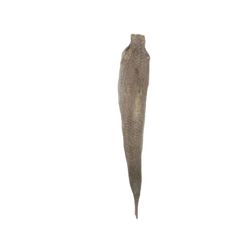 葵龍魚是什么魚圖片 葵龍魚是什么魚圖片 龍魚百科 第4張