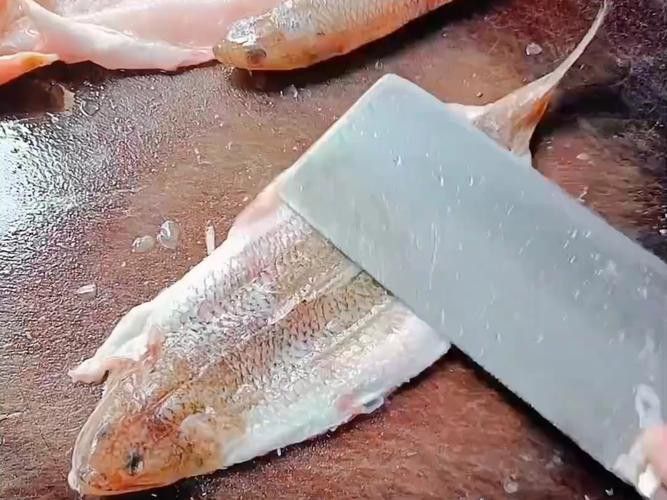 葵龍魚是什么魚圖片 葵龍魚是什么魚圖片 龍魚百科 第8張