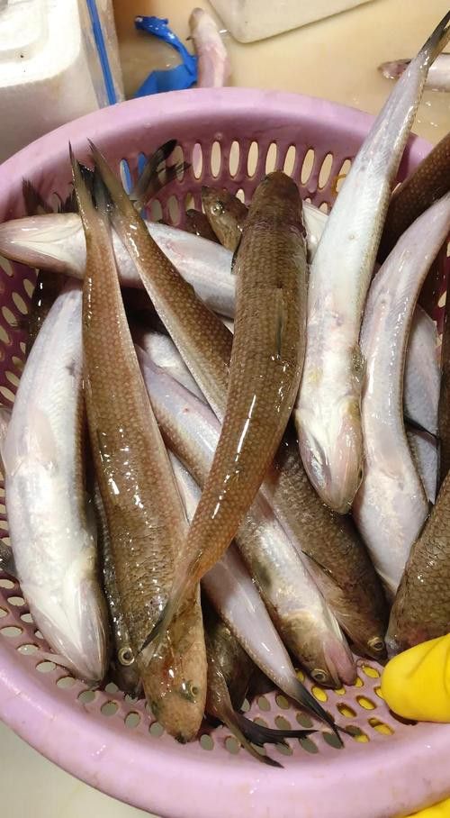 葵龍魚是什么魚圖片 葵龍魚是什么魚圖片 龍魚百科 第9張