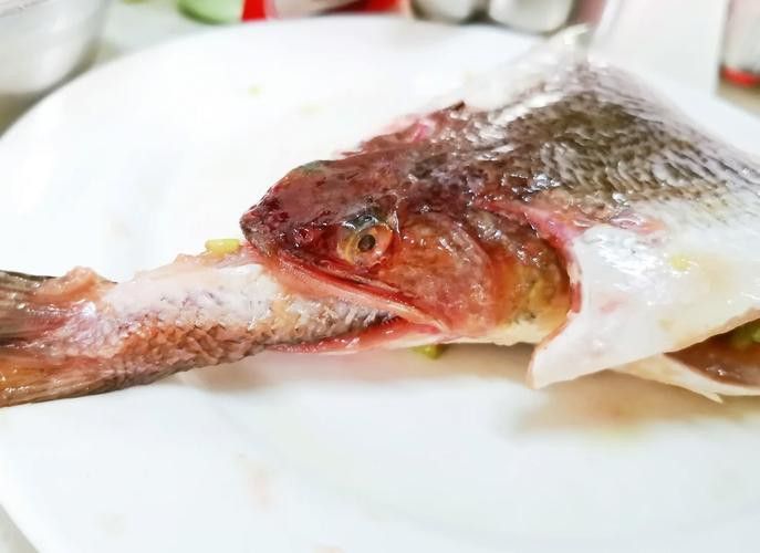 葵龍魚是什么魚圖片 葵龍魚是什么魚圖片 龍魚百科 第18張