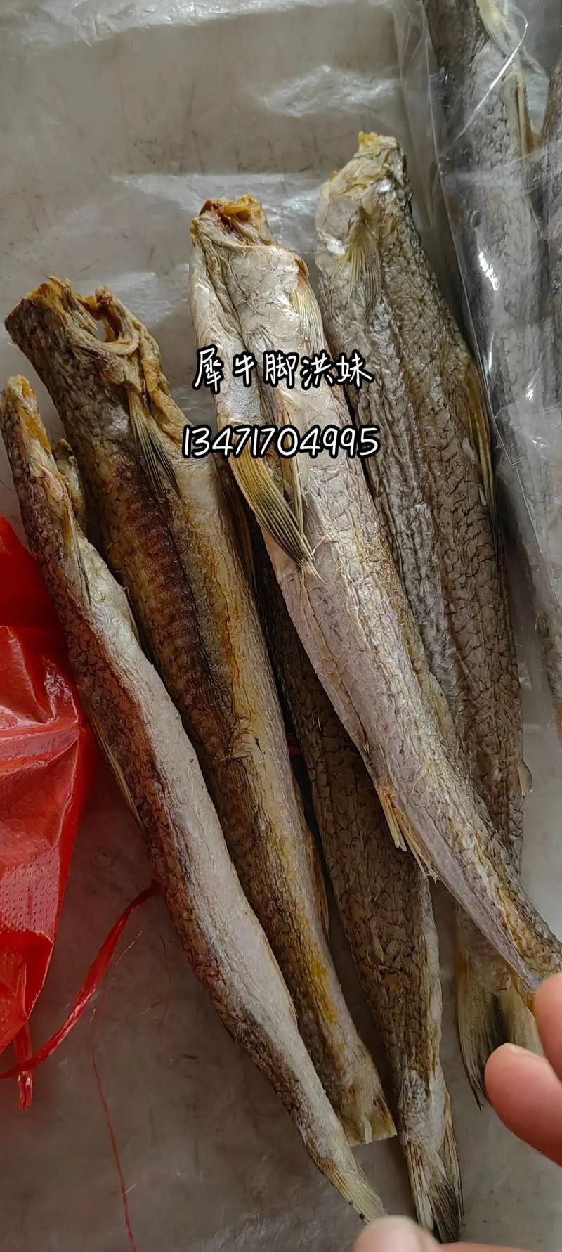 葵龍魚是什么魚圖片 葵龍魚是什么魚圖片 龍魚百科 第16張