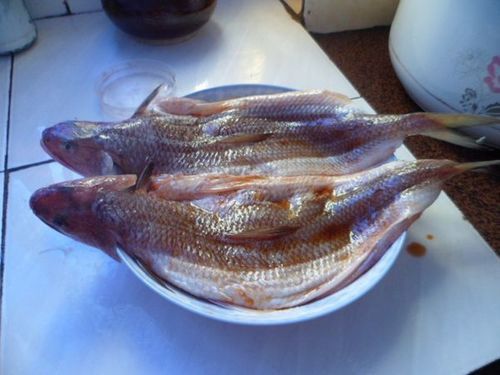 葵龍魚是什么魚圖片 葵龍魚是什么魚圖片 龍魚百科 第20張