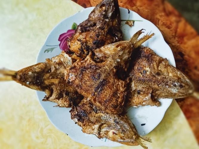 葵龍魚是什么魚圖片 葵龍魚是什么魚圖片 龍魚百科 第21張