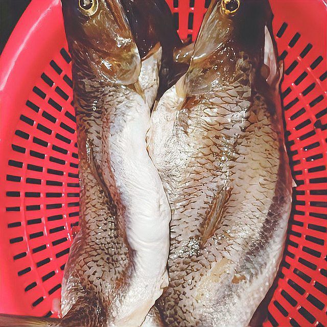 葵龍魚是什么魚圖片 葵龍魚是什么魚圖片 龍魚百科 第26張