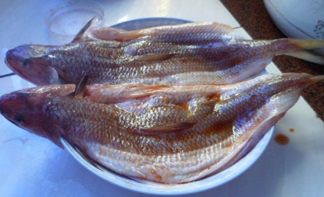 葵龍魚是什么魚圖片 葵龍魚是什么魚圖片 龍魚百科 第28張
