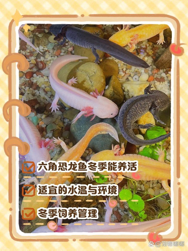 六角龍魚冬天溫度五六度