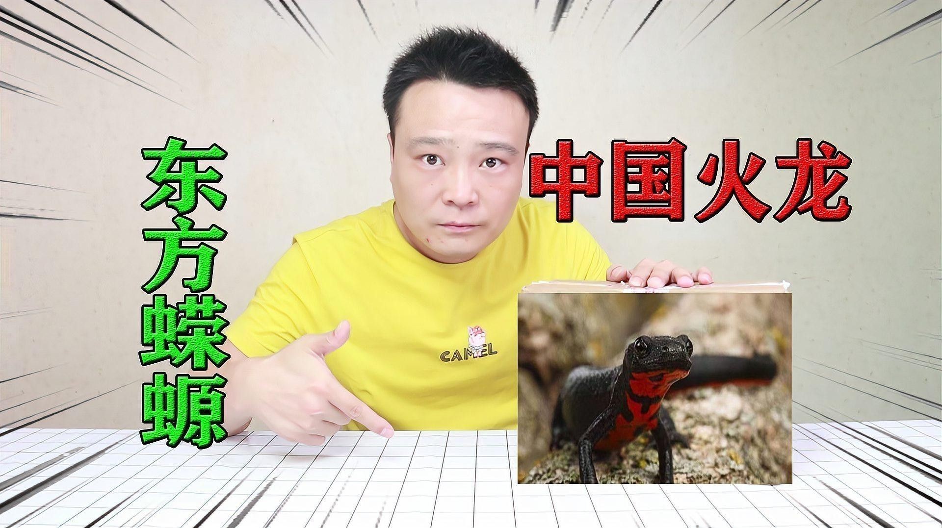 中國小火龍魚周圍的水有毒嗎 中國小火龍魚周圍的水有毒嗎 龍魚百科 第1張