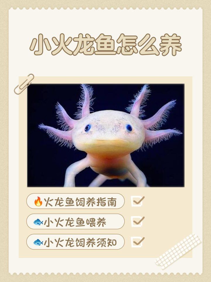 中國小火龍魚周圍的水有毒嗎 中國小火龍魚周圍的水有毒嗎 龍魚百科 第5張