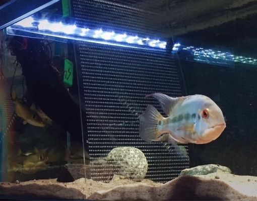 藍鯊魚和龍魚可以混養嗎圖片視頻 藍鯊魚和龍魚可以混養嗎圖片視頻 龍魚百科 第1張