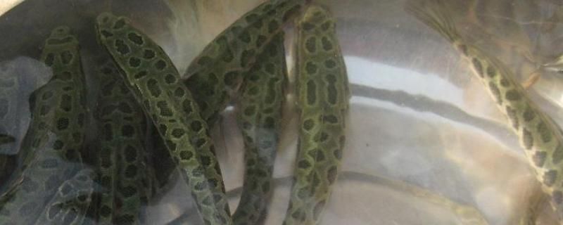藍鯊魚和龍魚可以混養嗎圖片視頻 藍鯊魚和龍魚可以混養嗎圖片視頻 龍魚百科 第5張