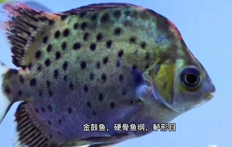 金鼓魚最愛吃三種水果