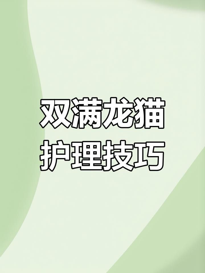 龍貓繁殖后如何照顧母貓？ 龍貓繁殖后如何照顧母貓？ 龍魚百科 第2張