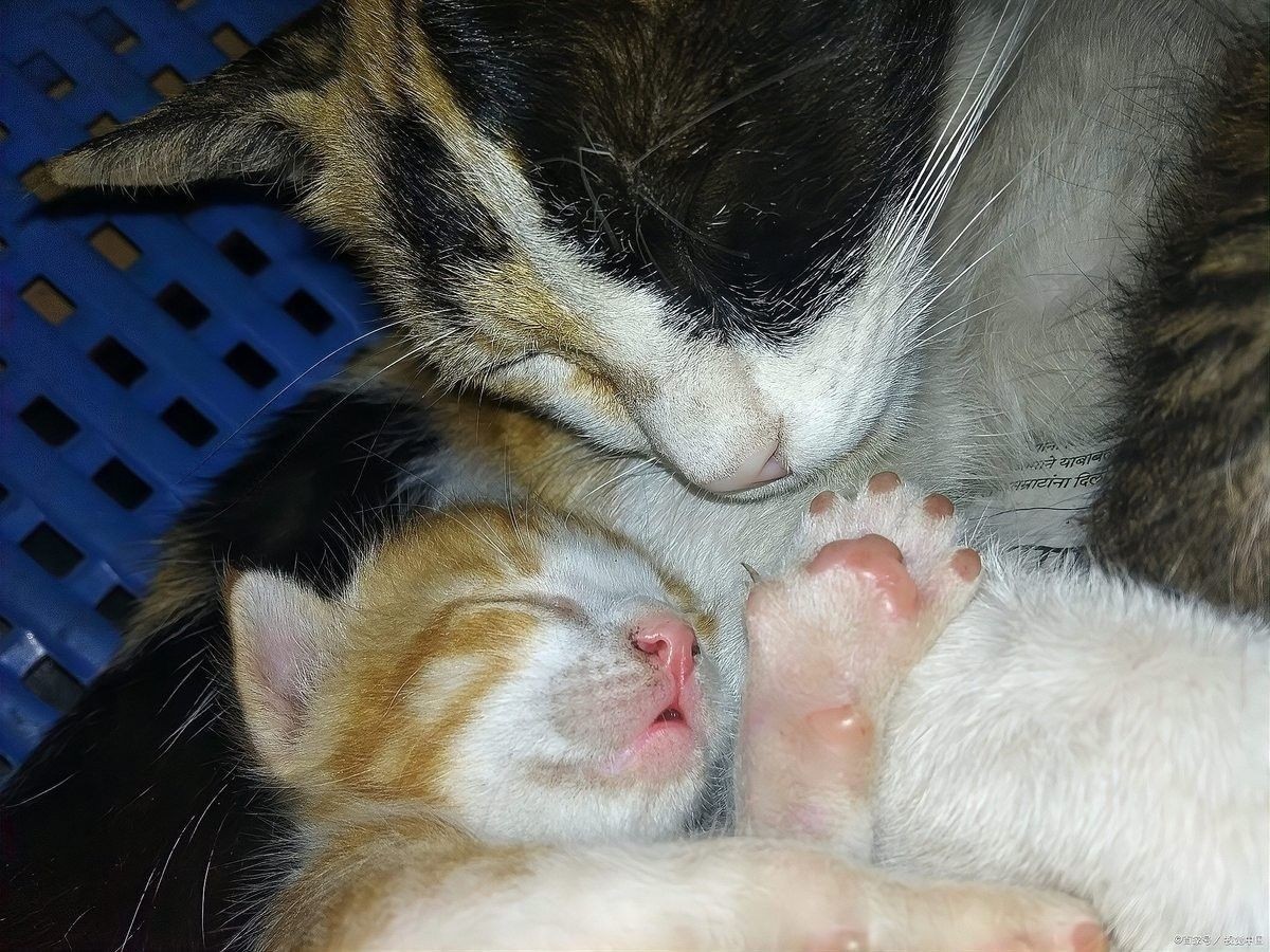 龍貓繁殖后如何照顧母貓？ 龍貓繁殖后如何照顧母貓？ 龍魚百科 第6張