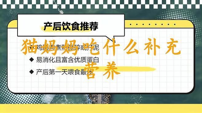 龍貓繁殖后如何照顧母貓？ 龍貓繁殖后如何照顧母貓？ 龍魚百科 第4張