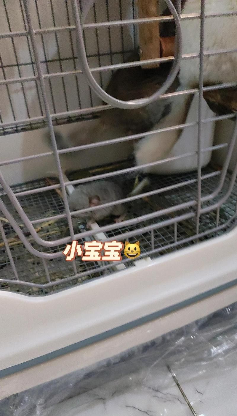 龍貓繁殖后如何照顧母貓？ 龍貓繁殖后如何照顧母貓？ 龍魚百科 第9張