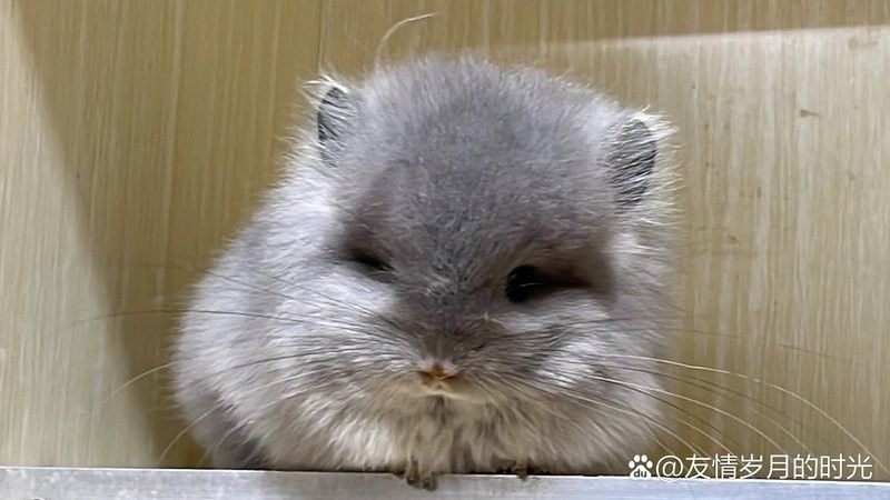 龍貓繁殖后如何照顧母貓？ 龍貓繁殖后如何照顧母貓？ 龍魚百科 第11張