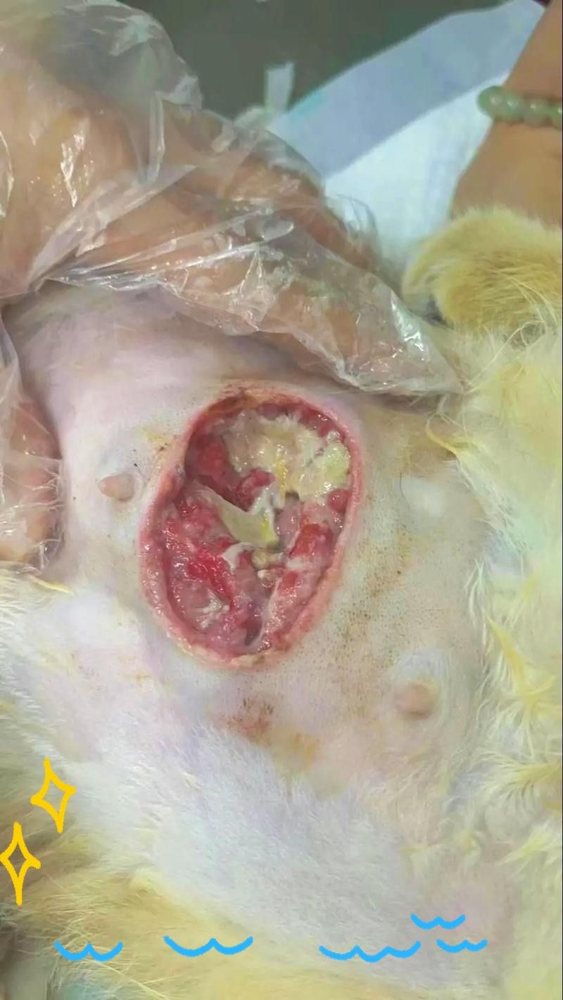 龍貓繁殖后如何照顧母貓？ 龍貓繁殖后如何照顧母貓？ 龍魚百科 第13張