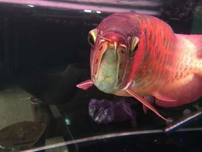 鸚鵡和龍魚水溫多少合適：鸚鵡魚和龍魚適宜水溫的具體信息