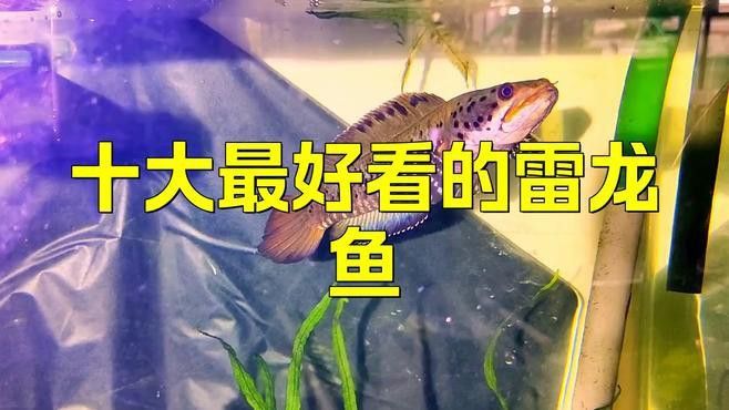 小型雷龍魚哪個最漂亮