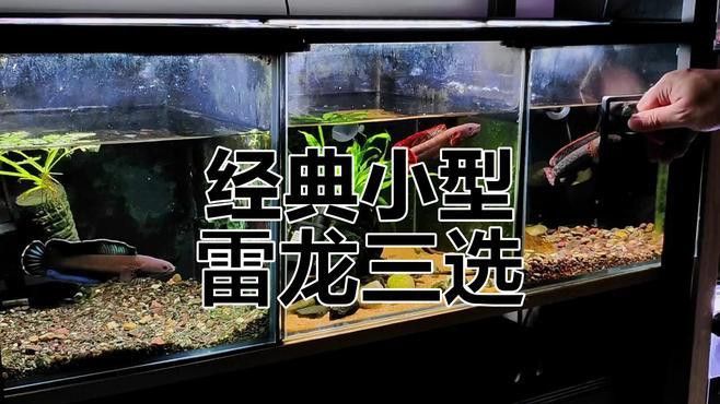 小型雷龍魚哪個最漂亮