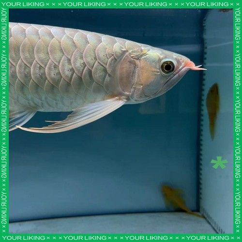 龍魚眼睛下垂怎么治療視頻教程圖解