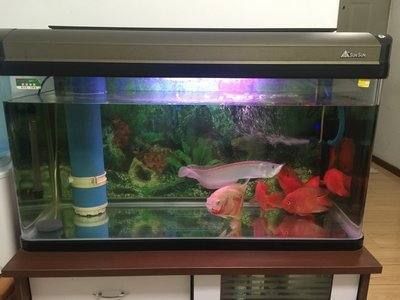 混養(yǎng)銀龍魚養(yǎng)幾條最好（銀龍魚養(yǎng)幾條好嗎-家里銀龍魚養(yǎng)3條好嗎）