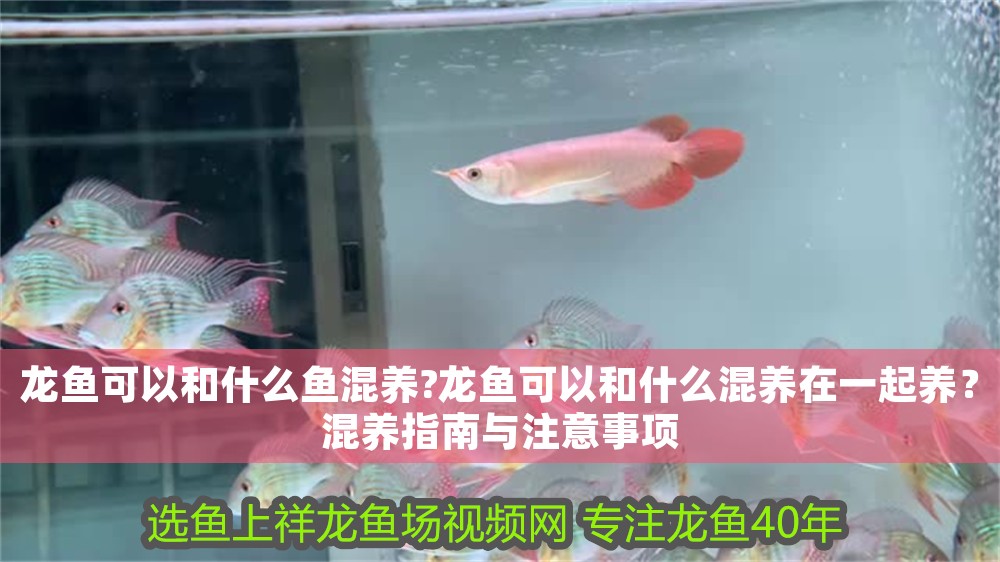 龍魚可以和什么魚混養(yǎng)?龍魚可以和什么混養(yǎng)在一起養(yǎng)？混養(yǎng)指南與注意事項(xiàng)