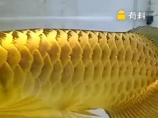 金龍魚微電影《回家》最終版12.30-電影優酷：金龍魚微電影《回家》