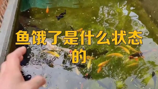 如何判斷魚是否饑餓？ 如何判斷魚是否饑餓？ 龍魚百科 第3張