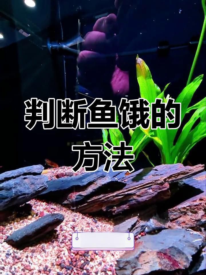 如何判斷魚是否饑餓？ 如何判斷魚是否饑餓？ 龍魚百科 第2張