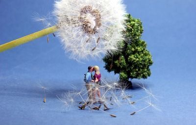 玫瑰銀版魚耐受最高水溫：玫瑰銀版魚與玫瑰銀版魚區(qū)別如何監(jiān)測(cè)魚缸水溫變化