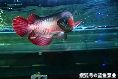 觀賞龍魚死了之后能吃嗎（觀賞龍魚死了能吃嗎,觀賞魚金龍魚,360問答）