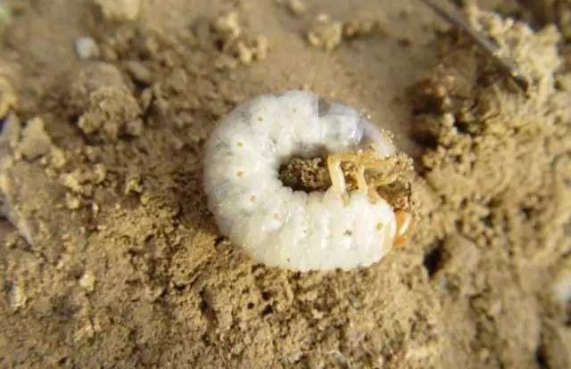 如何正確使用敵百蟲治療龍魚？ 如何正確使用敵百蟲治療龍魚？ 龍魚百科 第4張