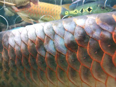 龍魚的水質要求：關于龍魚水質要求的詳細介紹